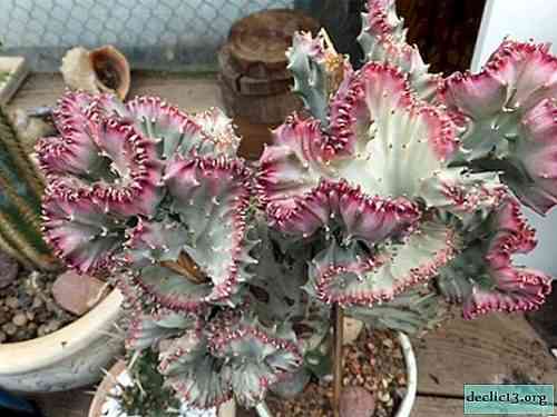 Euphorbia Laktey Kristata - كيفية الرعاية في المنزل