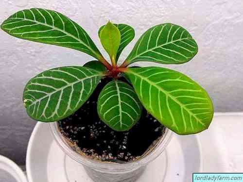 Euphorbia Resiniferous - كيفية رعاية نبات