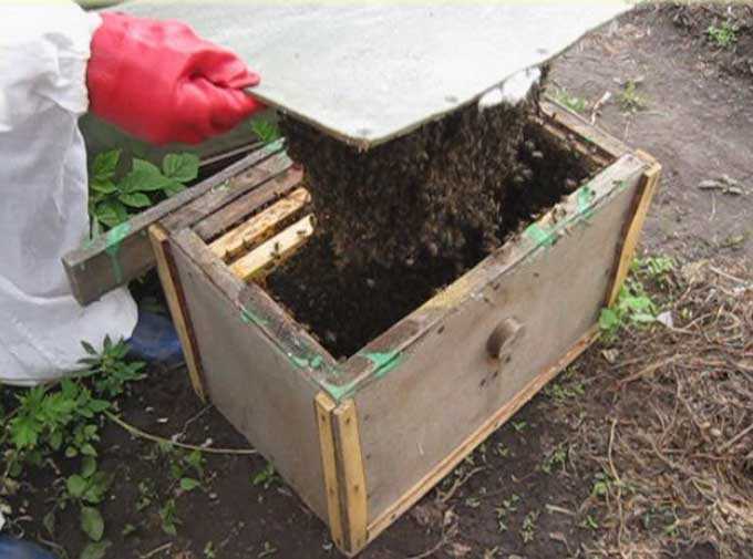 اصطياد أسراب النحل في خلية فارغة