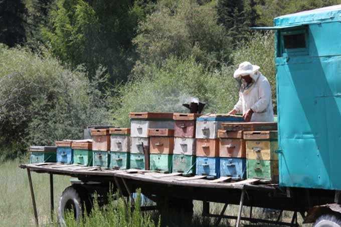 الحركة – ميزات وآفاق لمربي النحل