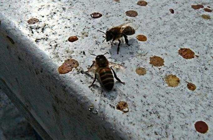 الربيع في المنحل – نصيحة من مربي النحل ذوي الخبرة