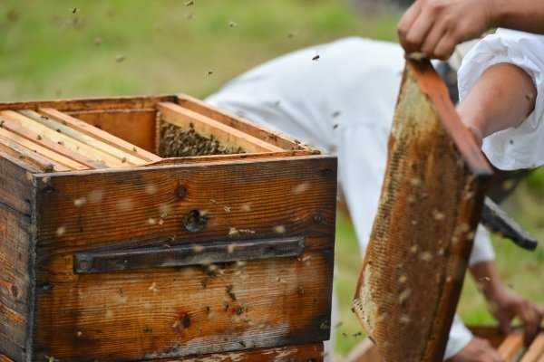 القانون الاتحادي “بشأن تربية النحل”
