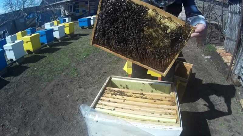 كيف تسرع من نمو النحل في الربيع؟