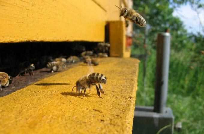 النحل على الصنبور