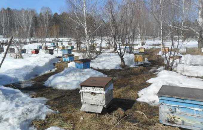 ما عليك القيام به في المنحل في الربيع بعد فصل الشتاء من النحل