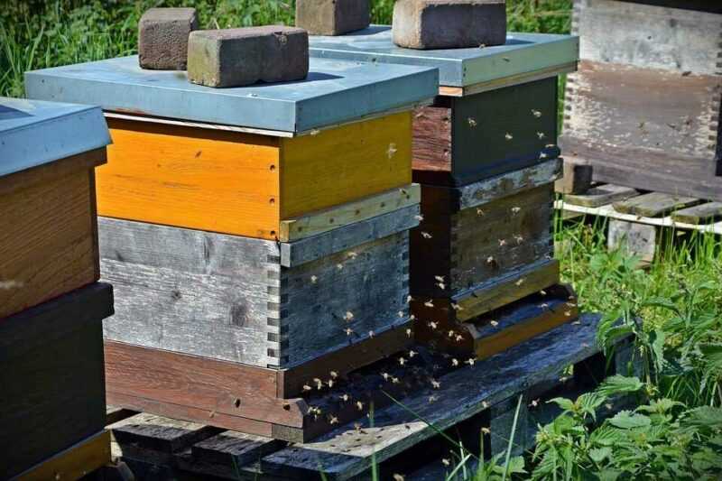 معدات تربية النحل الأساسية لتربية النحل بنجاح