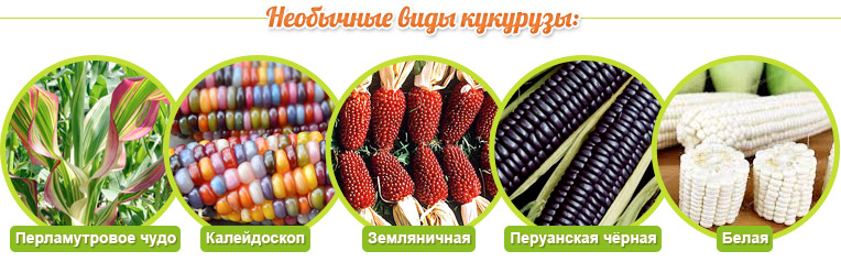 أصناف غير عادية من الذرة: معجزة اللؤلؤ ، المشكال ، الفراولة ، الأسود البيروفي ، الأبيض