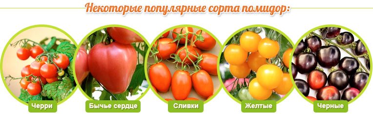 طماطم كرزية ، قلب بقري ، كريمة ، صفراء ، سوداء