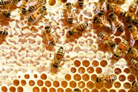 كيف يصنع النحل العسل ولماذا؟