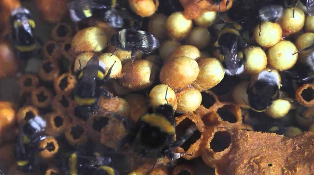 هل يوجد عسل نحل وكيف يتم الحصول عليه؟