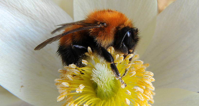 هل يوجد عسل نحل وكيف يتم الحصول عليه؟