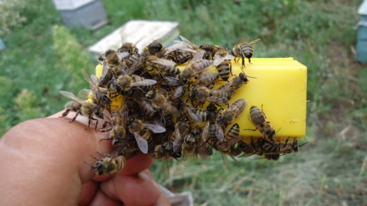 سلالة النحل في روسيا الوسطى: سماتها الرئيسية