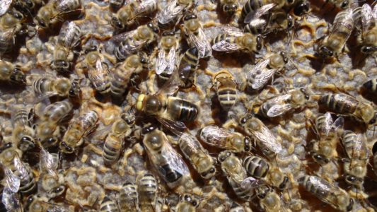 سلالة النحل في روسيا الوسطى: سماتها الرئيسية