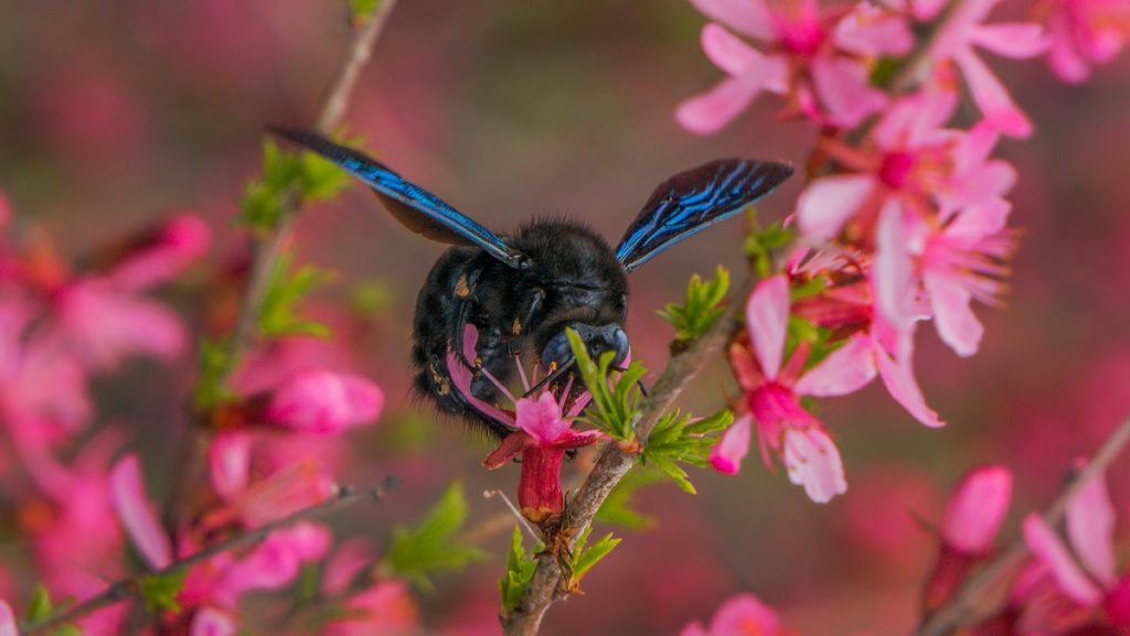 نجار النحل: الوصف ونمط الحياة والموئل