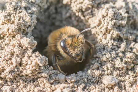 سلالات النحل وخصائصها المميزة لأنواع النحل المختلفة