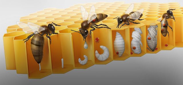 من هو نحل العسل؟