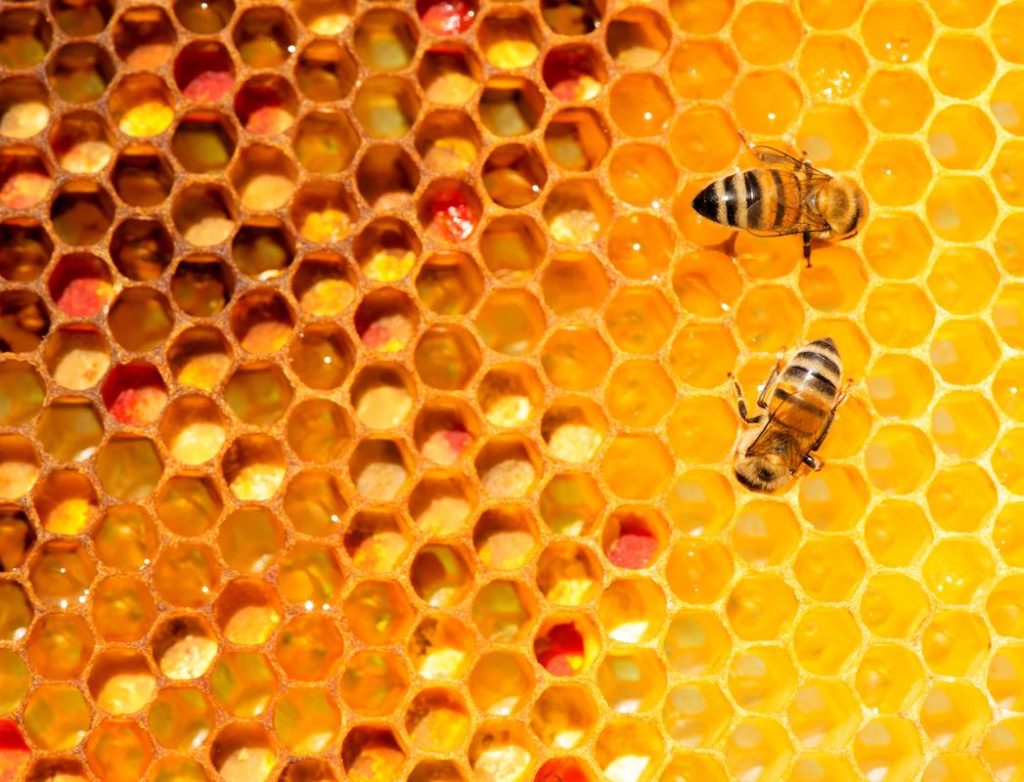 ما هي فوائد النحل؟