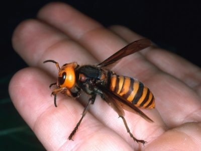 النحل الأفريقي القاتل ولماذا هم خطير