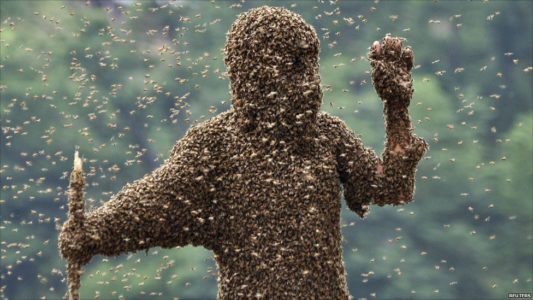 النحل الأفريقي القاتل ولماذا هم خطير