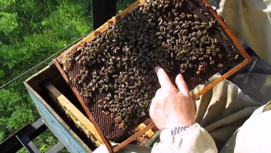 ما هي طبقات النحل وكيف تصنعها؟