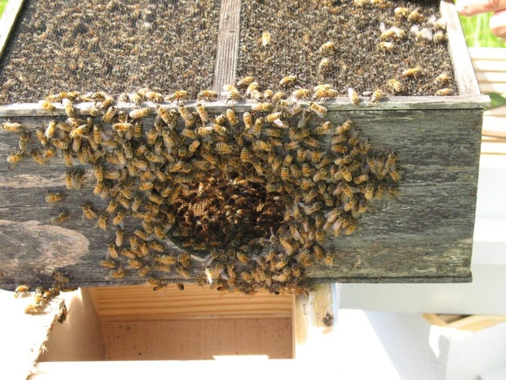 عبوات النحل - ما هي وكيف يتم تشكيلها واحتوائها