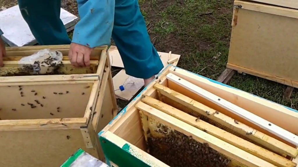 عبوات النحل - ما هي وكيف يتم تشكيلها واحتوائها