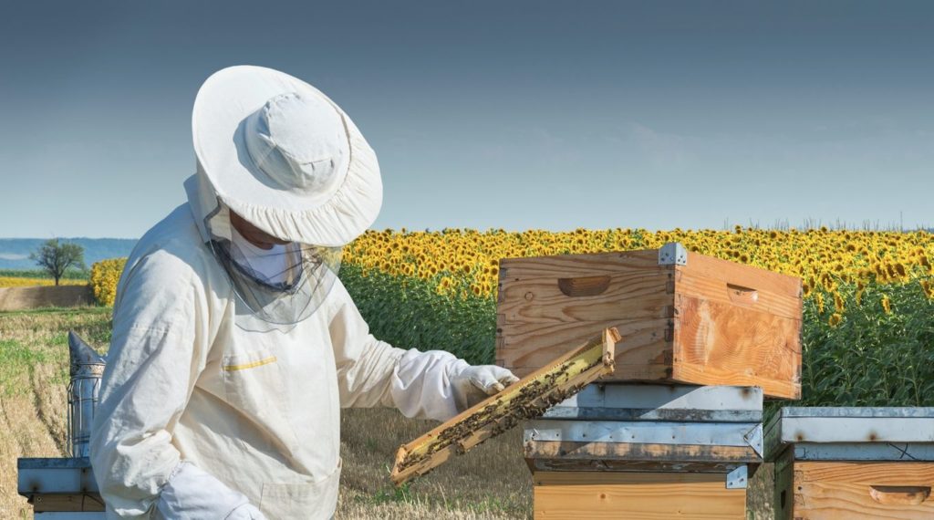 القانون الاتحادي "بشأن تربية النحل"