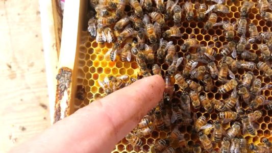 حماية النحل وعلاجه