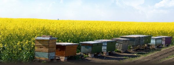 أعمال تربية النحل: كيف تبدأ ، تحليل مفصل