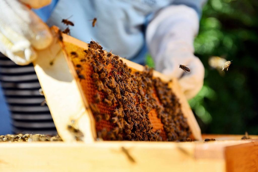 العسل أبيض: لماذا هو أبيض ، ما هي أنواعه وفوائده