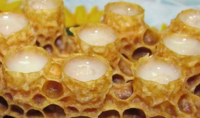 غذاء ملكات النحل