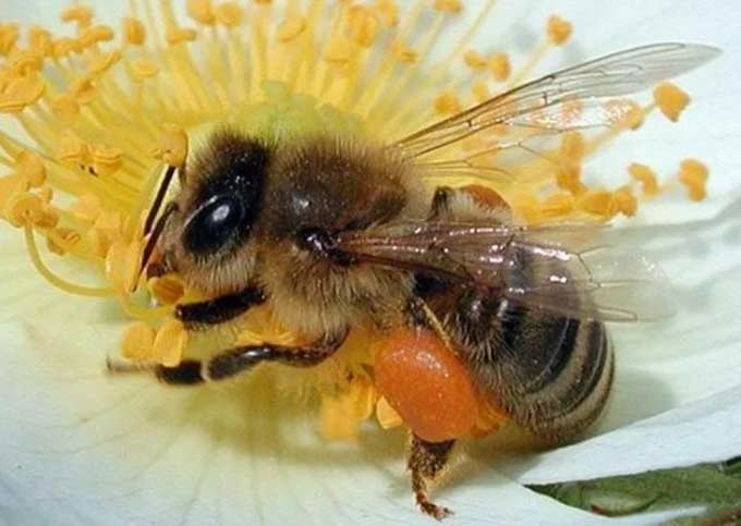النحل مع حبوب اللقاح