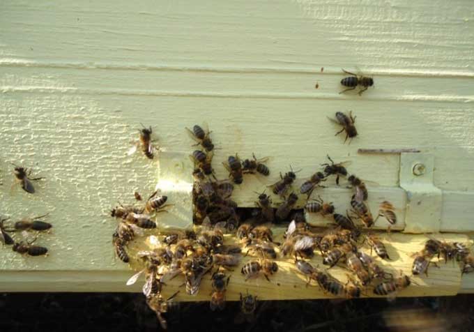 النحل على الصنبور