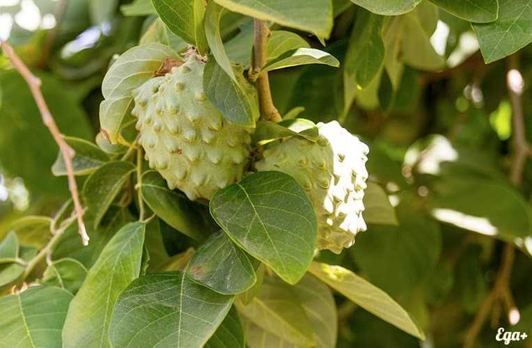 Annona (Guanabana - Sour cream abloko) الفوائد والخصائص ومحتوى السعرات الحرارية والخصائص المفيدة والضرر