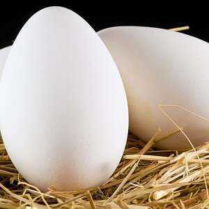 بيض الاوز ، السعرات الحرارية ، الفوائد والمضار ، خصائص مفيدة
