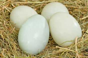 بيض البط ، السعرات الحرارية ، الفوائد والأضرار ، خصائص مفيدة