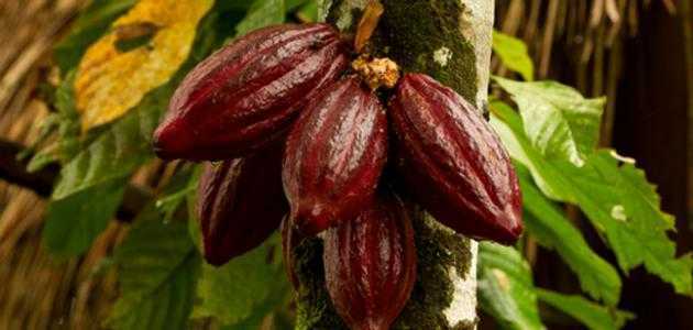 فاكهة الكاكاو - خصائص مفيدة وخطيرة لفاكهة الكاكاو ، السعرات الحرارية ، الفوائد والمضار ، خصائص مفيدة