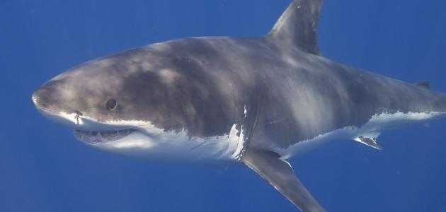 فوائد سمك القرش الأبيض وخصائصه ومحتوى السعرات الحرارية والخصائص المفيدة والضرر