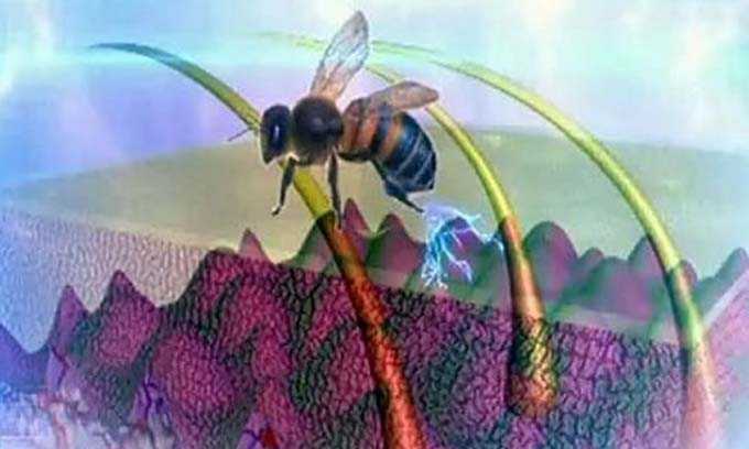 أسرار علاج النحل والنوم في بيوت النحل