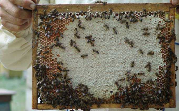 إنتاجية المنحل – ما مقدار العسل الذي تقدمه الخلية