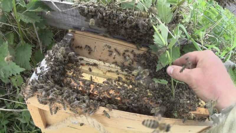 سرب من النحل: كيف تصطاد وكيف تغري