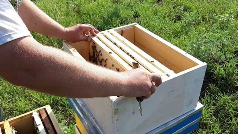عبوات النحل – ما هي وكيف يتم تشكيلها واحتوائها