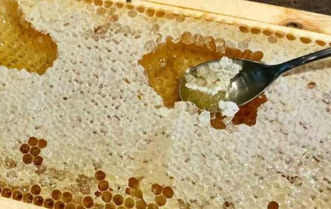 أقراص العسل