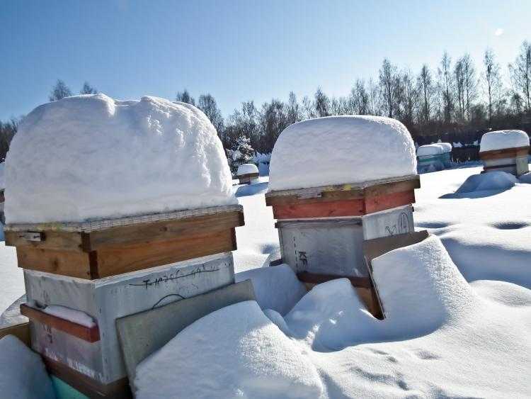 كيف النحل الشتاء؟