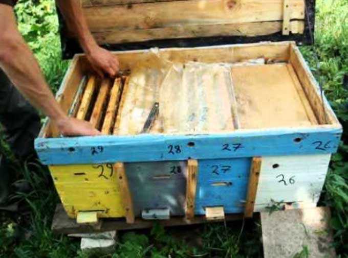 ميزات حفظ النحل في كراسي الاستلقاء للتشمس
