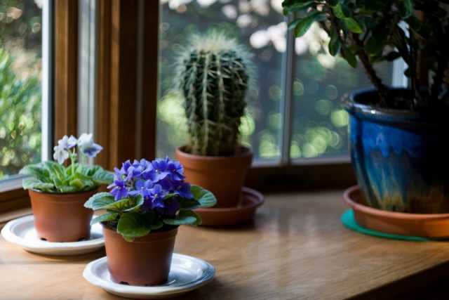 رعاية النباتات المنزلية – الرعاية