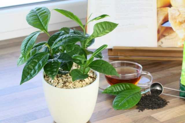 شجيرة شاي حقيقية على حافة النافذة - نباتات داخلية جميلة