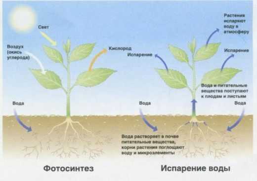 كيفية تسميد النباتات - رعاية داخلية وخارجية