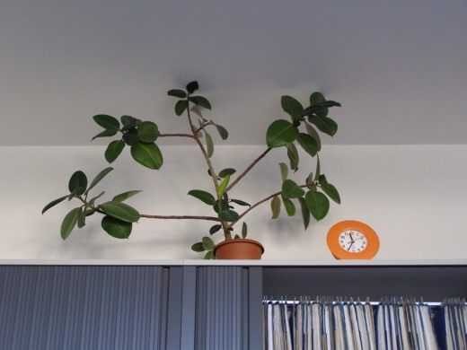 نباتات لسطح مكتبك في المكتب. اي نوع؟ ما الذي سيتخلصون منه؟ ماذا سيعطون؟ – مغادرة