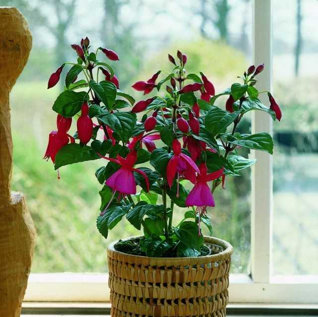 نباتات منزلية مع أزهار رشيقة